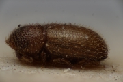 Cosmoderes monilicollis 14934