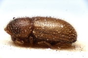 Cosmoderes monilicollis 14934