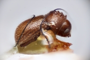 Cosmoderes imitatrix 14899