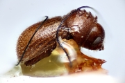 Cosmoderes imitatrix 14899