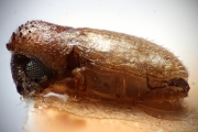 Cosmoderes papuanus 14935
