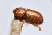 Cosmoderes philippinensis 14900