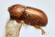 Cosmoderes philippinensis 14900