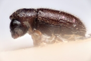 Cosmoderes ruandae 14901