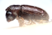 Cosmoderes ruandae 14901