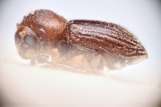 Cosmoderes solitarius 14902