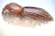 Cosmoderes solitarius 14902