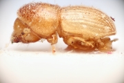 Cosmoderes solitarius 14903