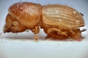 Cosmoderes solitarius 14903