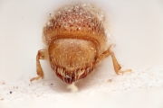Cosmoderes solitarius 14903