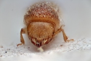 Cosmoderes solitarius 14903