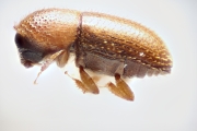 Cosmoderes sp2133_brownCucurbit 14680