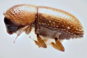 Cosmoderes sp2133_brownCucurbit 14680