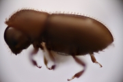 Cosmoderes sp2133_brownCucurbit 14681