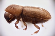 Cosmoderes sp2133_brownCucurbit 14681