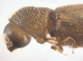 Cosmoderes sp2036_Ipomea 13703