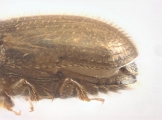 Cosmoderes sp2036_Ipomea 13703