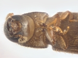 Cosmoderes sp2036_Ipomea 13703
