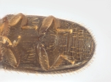 Cosmoderes sp2036_Ipomea 13703