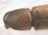 Cosmoderes sp2036_Ipomea 13703