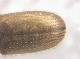 Cosmoderes sp2036_Ipomea 13703