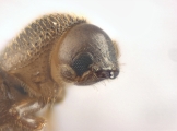 Cosmoderes sp2036_Ipomea 13703