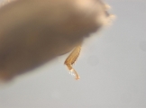 Cosmoderes sp2036_Ipomea 13703
