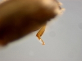 Cosmoderes sp2036_Ipomea 13703