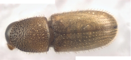 Cosmoderes sp2036_Ipomea 13703