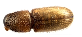 Cosmoderes sp2036_Ipomea 13703