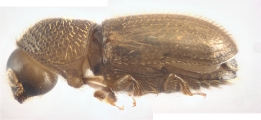 Cosmoderes sp2036_Ipomea 13703