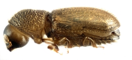Cosmoderes sp2036_Ipomea 13703