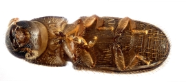 Cosmoderes sp2036_Ipomea 13703