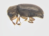 Cosmoderes sp_cfAllernoporus 13956