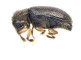 Cosmoderes sp_cfAllernoporus 13956