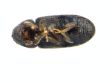 Cosmoderes sp_cfAllernoporus 13956