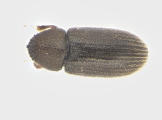 Cosmoderes sp_cfAllernoporus 13956