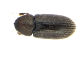 Cosmoderes sp_cfAllernoporus 13956