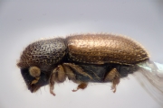 Cosmoderes sp2133_brownCucurbit 14629