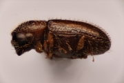 Cosmoderes sp2036_Ipomea 14867