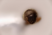 Cosmoderes sp2036_Ipomea 14867