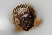 Cosmoderes sp2036_Ipomea 14867