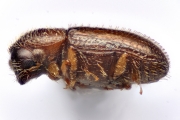 Cosmoderes sp2036_Ipomea 14867