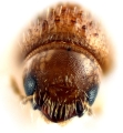 Cosmoderes sp_HypothenemusLike 14427