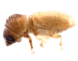Cosmoderes sp_HypothenemusLike 14427