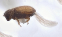 Cosmoderes spp 11922