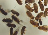 Cosmoderes sp2133_brownCucurbit 14577
