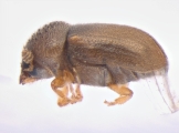 Cryphalus kurenzovi 13665