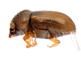 Cryphalus kurenzovi 13665