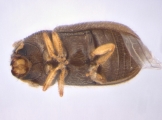 Cryphalus kurenzovi 13665